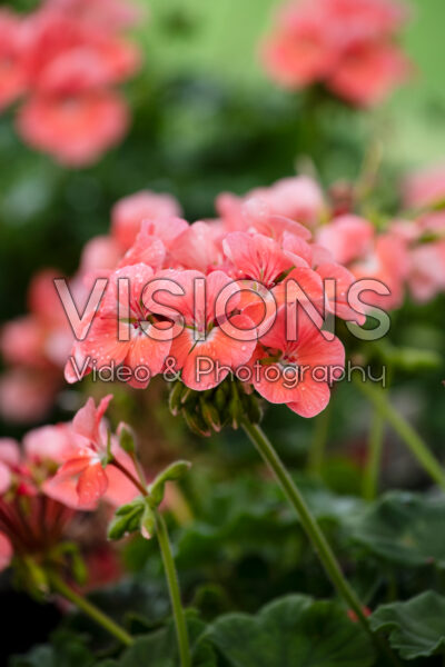 Pelargonium Pinto Premium Deep Salmon Pelargonium Pinto Premium Deep Salmon