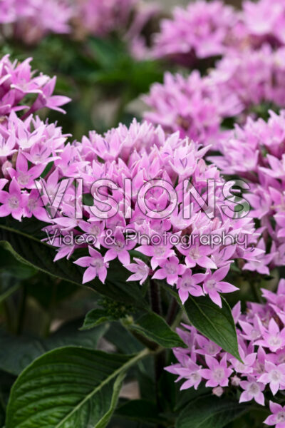 Pentas lanceolata Northern Lights Lavender