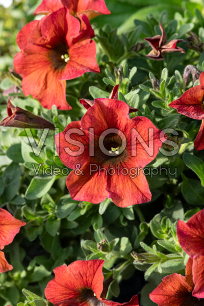 Petchoa SuperCal® Premium Cinnamon 