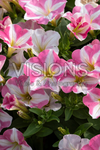 Petunia Amore™ Pink Princess 