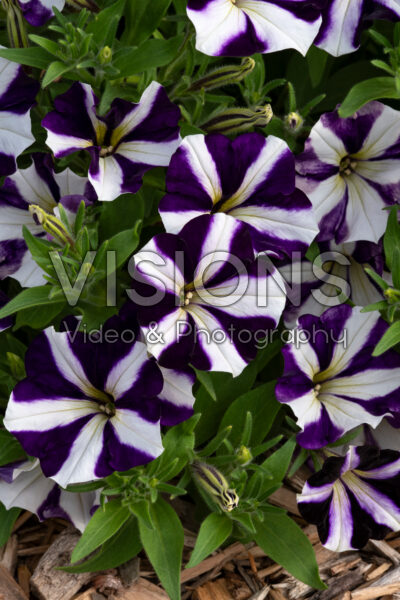 Petunia Amore™ Purple