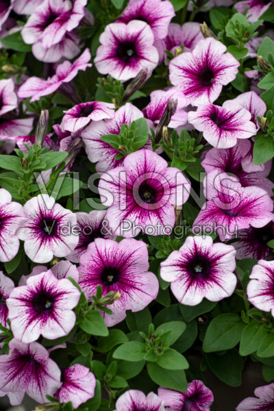 Petunia Capella™ Berry Lace 