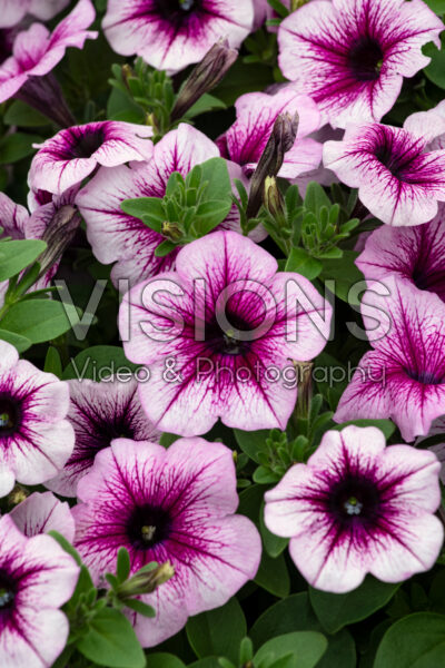 Petunia Capella™ Berry Lace 