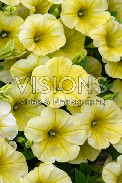 Petunia Capella™ Hello Sunshine 