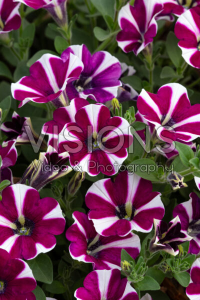 Petunia Cascadias Bicolor Cabernet
