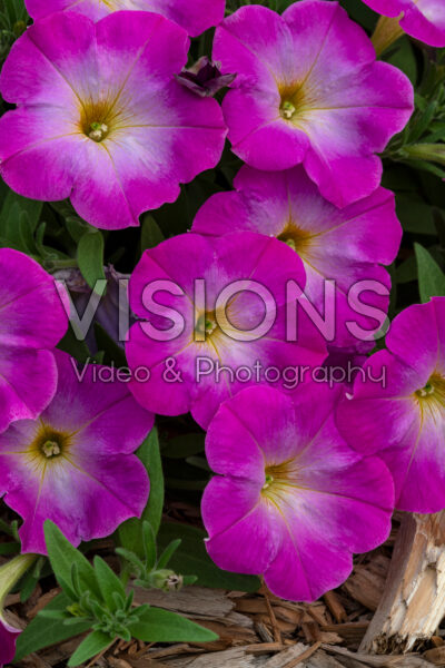 Petunia Cascadias Fantasy Hot Pink Improved