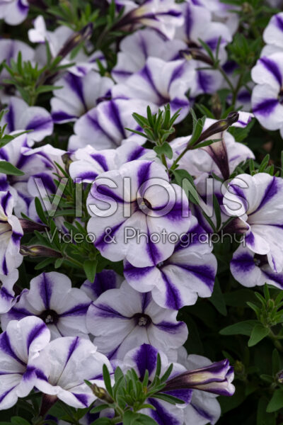 Petunia Crazytunia Blue Ice