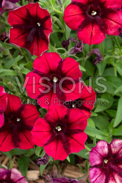 Petunia Crazytunia Gingersnap Petunia Crazytunia Gingersnap