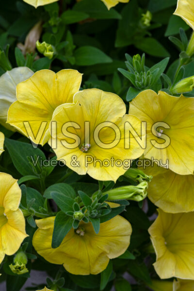 Petunia Crazytunia Yellow
