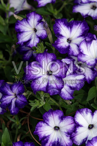 Petunia Sanguna® Patio Radiant Dark Blue