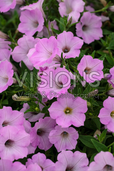 Petunia Supertunia® Vista Cool Jazz
