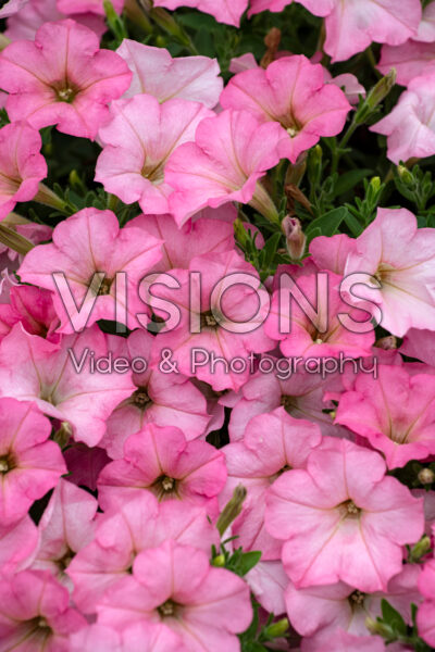 Petunia Surfinia Heavenly Cashmere Pink