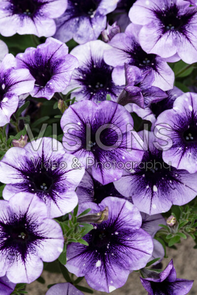 Petunia Surprise Sparkle Blue Vein