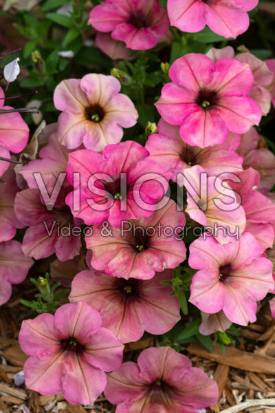 Petunia Tea Flamingo