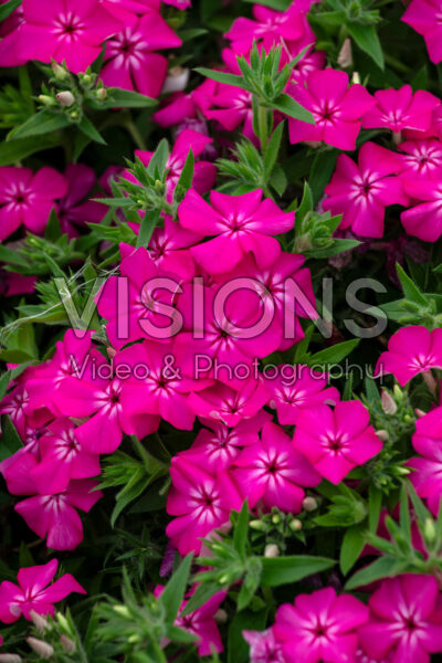 Phlox drummondii Southern Blaze Bright Pink Phlox drummondii Southern Blaze Bright Pink
