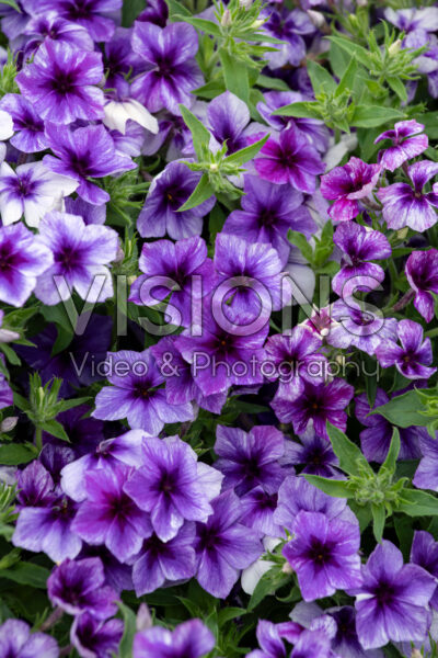 Phlox drummondii Southern Blaze Blueberry