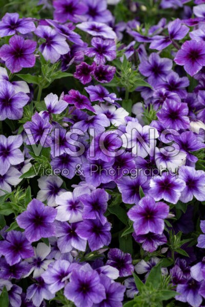 Phlox drummondii Southern Blaze Blueberry