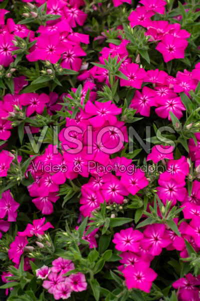 Phlox drummondii Southern Blaze Bright Pink