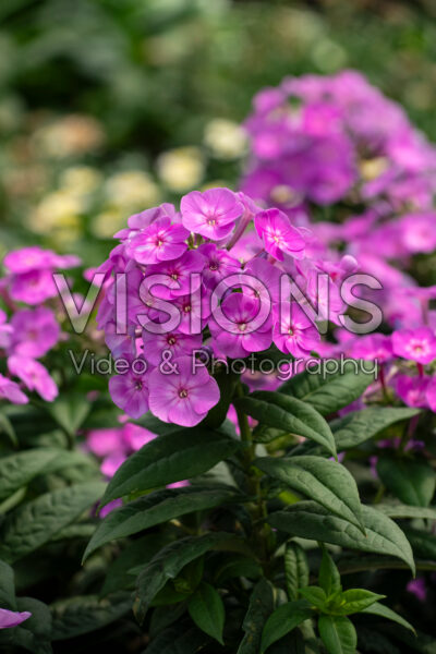 Phlox paniculata Garden Girls Cover Girl