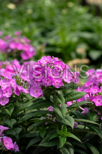Phlox paniculata Garden Girls Cover Girl