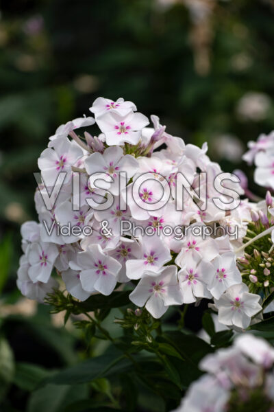 Phlox paniculata Garden Girls Party Girl