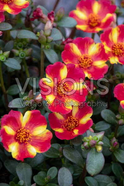 Portulaca Pazzaz Nano™ Scarlet Twist