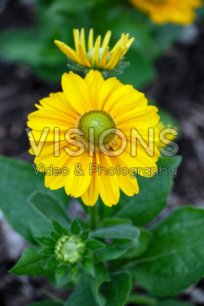 Rudbeckia hirta Amarillo Gold Rudbeckia hirta Amarillo Gold
