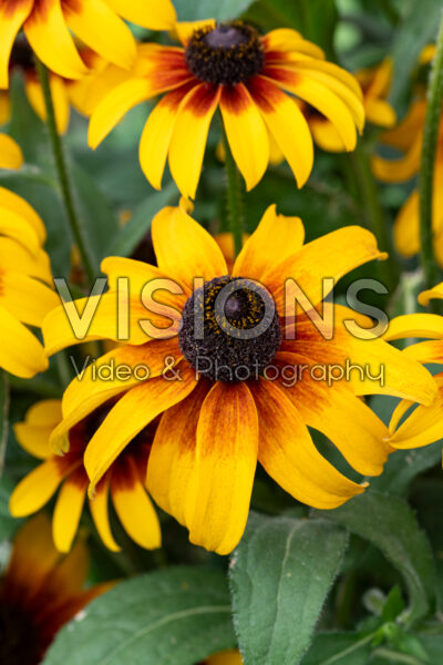 Rudbeckia hirta Rising Sun® Chestnut Gold Rudbeckia hirta Rising Sun® Chestnut Gold
