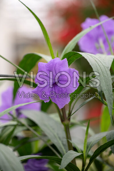 Ruellia simplex Purple Showers Ruellia simplex Purple Showers