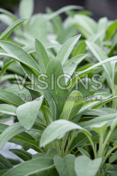 Salvia officinalis Garden Grey Salvia officinalis Garden Grey