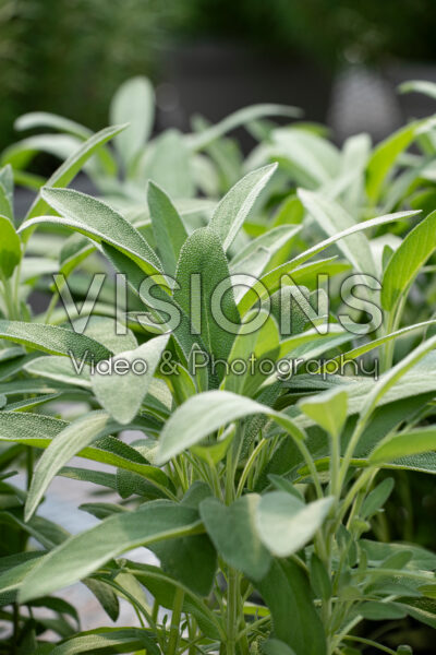 Salvia officinalis Garden Grey