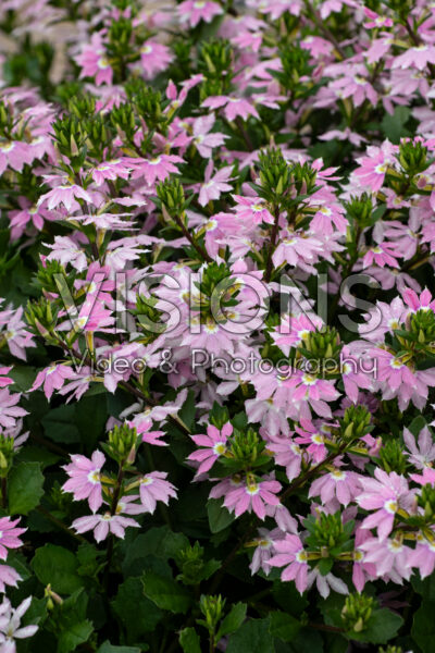 Scaevola Blessing™ Bicolor Rose
