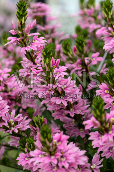 Scaevola Blessing™ Pink 