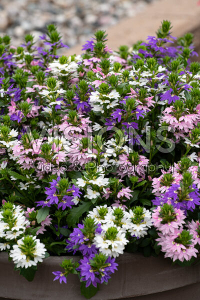 Scaevola Fanatix Spring Spirit Mix