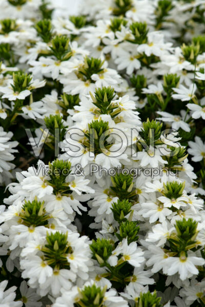 Scaevola Scala Cappello White Scaevola Scala Cappello White