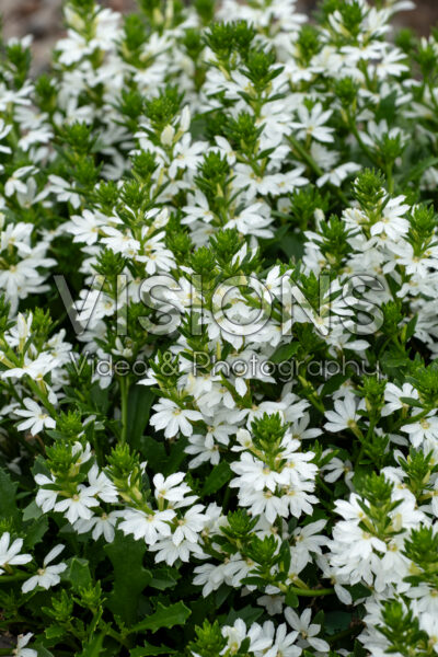 Scaevola Whirlwind® White Improved