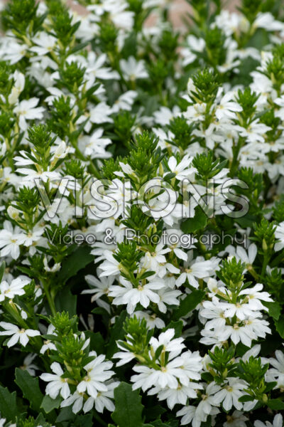 Scaevola Whirlwind® White Improved