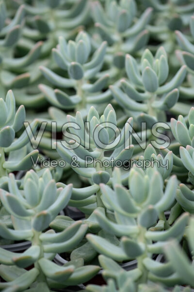 Sedeveria Giant Blue