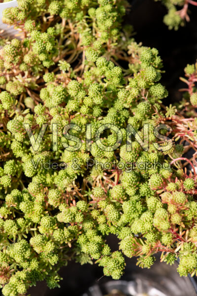 Sedum lydium