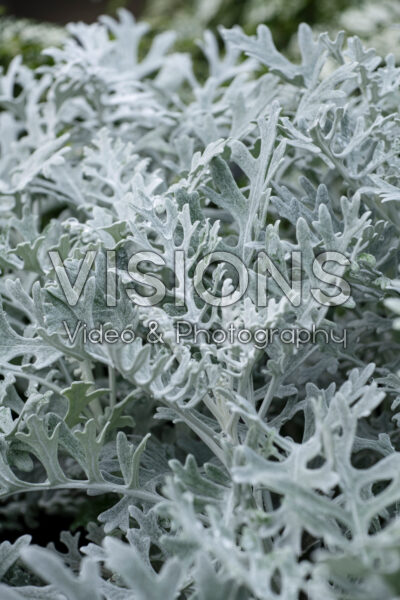 Senecio cineraria Silver Dust