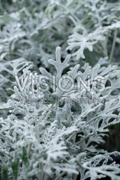 Senecio cineraria Silver Dust Senecio cineraria Silver Dust