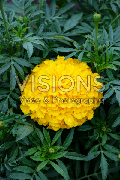 Tagetes erecta Antigua Gold