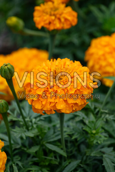 Tagetes erecta Antigua Orange Tagetes erecta Antigua Orange