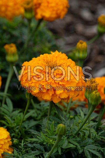 Tagetes erecta Antigua Orange