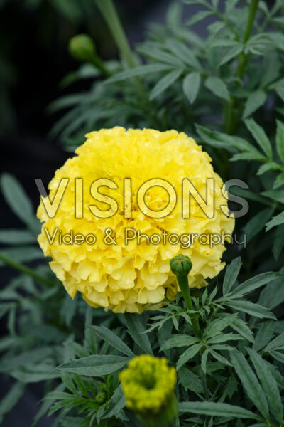 Tagetes erecta Antigua Primrose Tagetes erecta Antigua Primrose