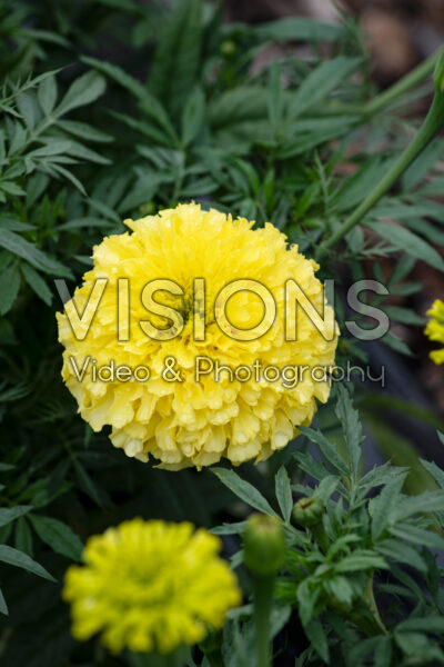 Tagetes erecta Antigua Primrose
