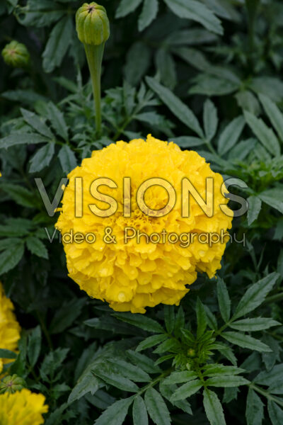 Tagetes erecta Antigua Yellow