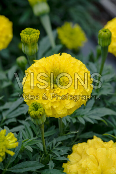 Tagetes erecta Antigua Yellow