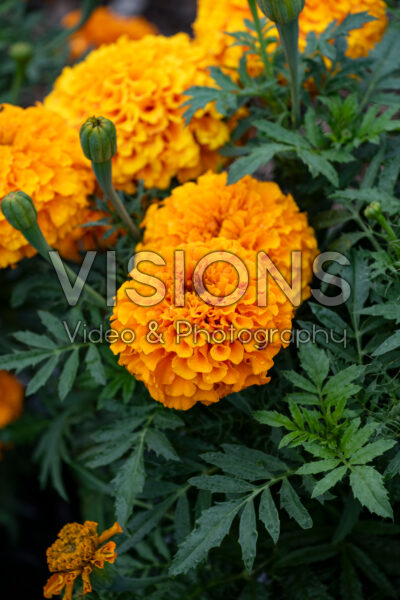 Tagetes erecta Discovery Orange