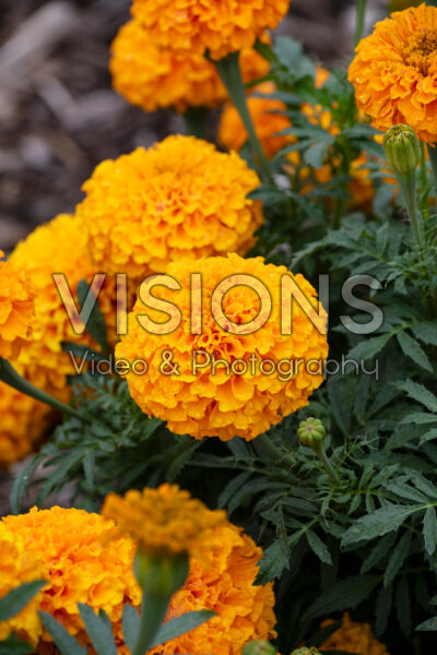 Tagetes erecta Discovery Orange
